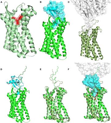 Filling the Gaps in Antagonist CCR5 Binding, a Retrospective and Perspective Analysis